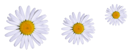 weiße Blumen